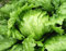 Lechuga - Iceberg - 300 Semillas