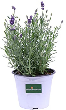 Pianta di Lavanda Hidcote Pianta di Lavandula Hidcote pianta da esterno pianta da fiore pianta di Lavanda ornamentale pianta vera venduta da eGarden.store (Vaso 14 cm)