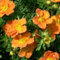 Fingerstrauch 'Tangerine' - Potentilla fruticosa 'Tangerine' 25-30 C - 25-30 cm Topf
