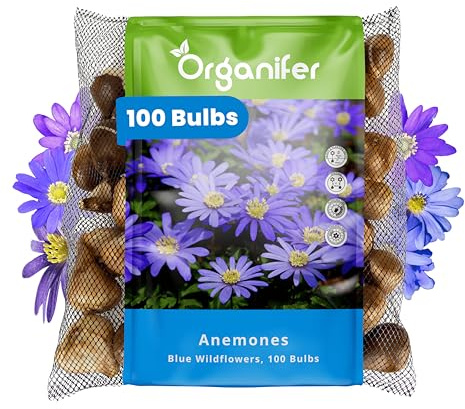 100 Blaue Anemonenzwiebeln - XXL-Zwiebel - 5cm | Anemone Blanda Blue Shades - Für Einen Farbenfrohen Frühlingsgarten - Rabatten Und Töpfe - Premium-Qualität - Organifer