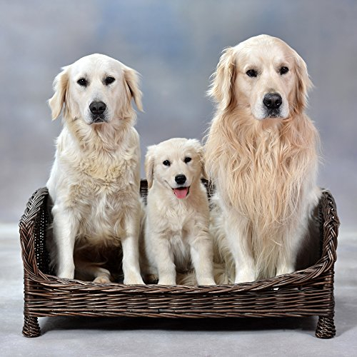 e-wicker24 Tierkorb Hundekorb Lager aus Weide für Hund Katze mit weichem Kissen Liegestuhl für Tiere Katzenlager Hundlager Hundebett Katzenbett (74x52 H39, Braun)