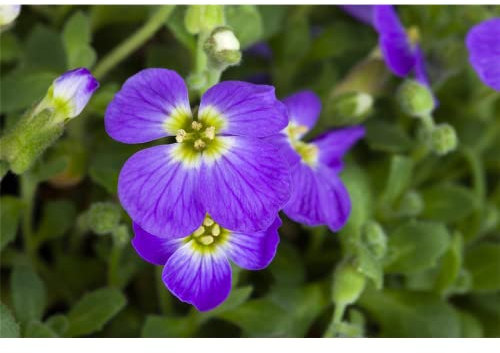 Aubrieta x cult.'Blaumeise' - Garten-Blaukissen 'Blaumeise' - 9cm Topf