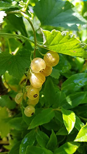Ribes rubrum 'Versaillaise Blanche' / Groseillier à grappes 'Versaillaise Blanche' / Conteneur de 3 à 4 litres