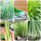 250 pcs zitronengras pflanze kaufen samen - kräutersamen zimmerpflanze,Cymbopogon citratus, kräuterlinge plant winterharte pflanzen für garten kräuter pflanzen balkonpflanzen winterhart