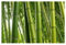 Fensterfolie Sichtschutz Fensterbild Bamboo Trees No.1 Aufkleber 21 x 31cm
