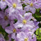 Clematis 'Blekitny Aniol' - Waldrebe 50-60 cm Pflanzcontainer
