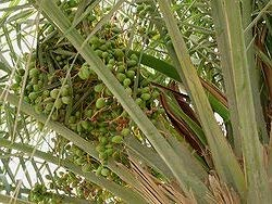 PLAT FIRM 10 Samen von Edible Dattelpalme P35 (Phoenix Dactylifera)