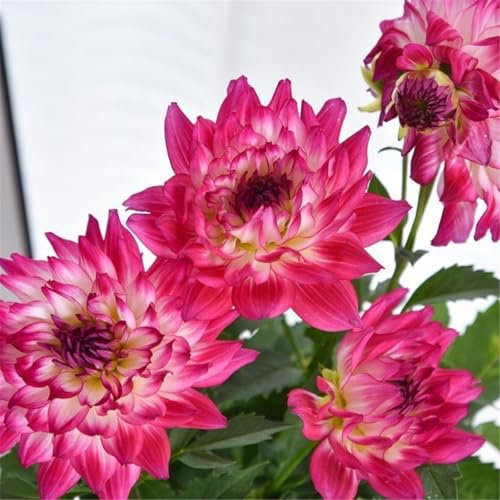Dahlien knollen mix - Dahlien zwiebeln winterhart - Dahlien knollen kaufen-Gartendekoration,blühen im Sommer-6knollen-E