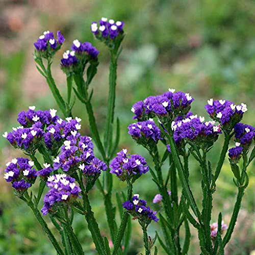 Aamish 20 Stück Statice Blumensamen
