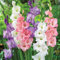 Gladiolen zwiebeln,Winterhart mehrjährig,Gladiolen mehrjährig winterhart,gladiolen knollen,gladiolen halter,gladiolen winterhart,gladiolen blumen,gladiolen Blumenzwiebeln,-15zwiebeln-H