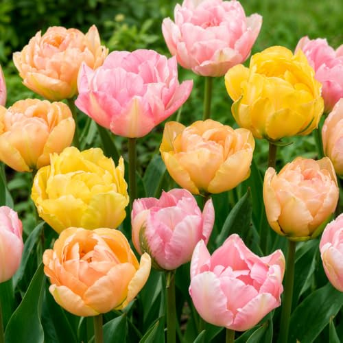 Tulpenzwiebeln Winterhart Mehrjährig Pastell Mischung - 25 Blumenzwiebeln | Echte Pflanzen aus Holland, Tulpen Zwiebeln für Garten, Töpfe und Balkon (große Knollen, kein Samen, nicht künstlich)