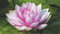 2000-teiliges Puzzle für Erwachsene und Jugendliche – wunderschönes Lotus-Puzzle mit Poster in voller Größe – lustig und herausfordernd – aus recyceltem Karton – 70 x 100 cm (27,56 x 39,37 Zoll)