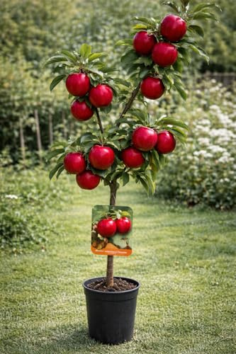 Malus ‘Super Starking’ Apfelbaum 100–140 cm – robuster Apfelbaum, Winterapfel, Obstbaum für Garten & Terrasse