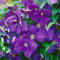 Clematis Jackmanii, 2er-Set, blauviolett, Höhe 60-80 cm, Topf 2 Liter