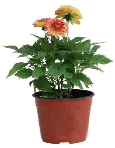 Dalia Natural Planta de Primavera Ideal para Añadir Color al Hogar