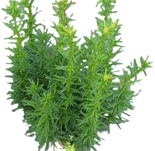 Grattugia taxus Fastigiata – Robusta – 25 – 30 cm resistente all'inverno