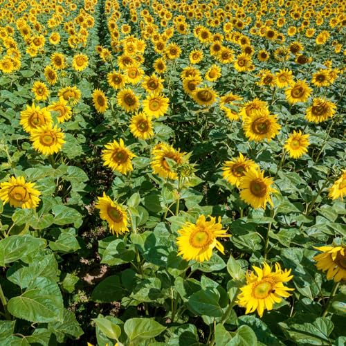 90 pcs sonnenblumensamen bio blumensamen gastgeschenk Helianthus annuus,sonnenblumen samen schmetterlingsflieder gewächshaus balkon bonsai baum dekoration wohnzimmer blumenwiese samen