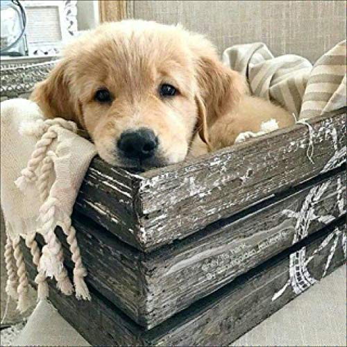 5D-Diamant-Kunst-Malerei, vollständiges Bohr-Set, Awesocrafts Golden Retriever, Hunde-Tiere, DIY-Mosaik-Kreuzstich für Erwachsene (Golden Retriever)
