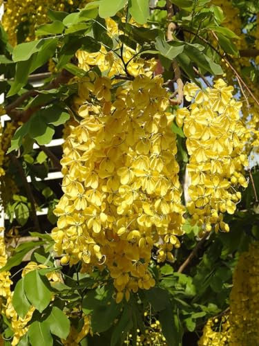 12 Semillas de Arbol de Lluvia Dorada (Cassia Fistula)