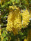 12 Semillas de Arbol de Lluvia Dorada (Cassia Fistula)