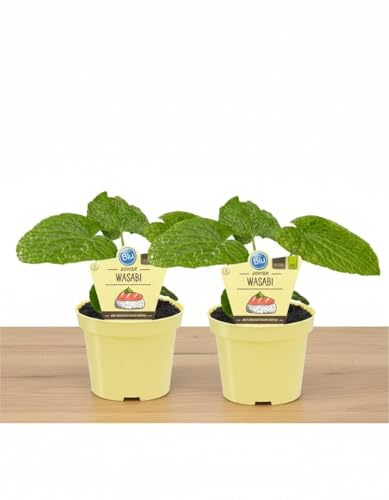 MODIPITRE Pianta Bio Wasabi su Vaso 12 cm in Confezione da 2 Piante