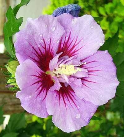 Garteneibisch 'Ardens' - Hibiscus syriacus 'Ardens' - 40-60 cm Topf - Sommerblühender Zierstrauch