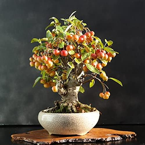 Vorgezogene Apfelbaum –Mehrjährige, sonnenliebende - kletternde, wurzelnackte, ertragreiche,kältehart -5 Rhizom