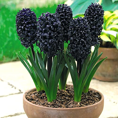 Hyacinth Bulbs 'Midnight Mystic' Hyacinthus orientalis Fragrant Black Purple-Blooms Easy to Grow Your Own Indoor Or Outdoor Garden Flowers in Pots Or Borders 8X Bulbs by Thompson &Morgan