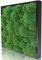 naturewalls Parent- Moosbild KM (Schwarz, 55 x 55)