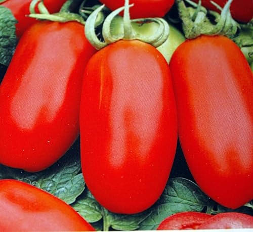 20 Samen Tomate San Marzano 3, Flaschentomate Tomatensamen