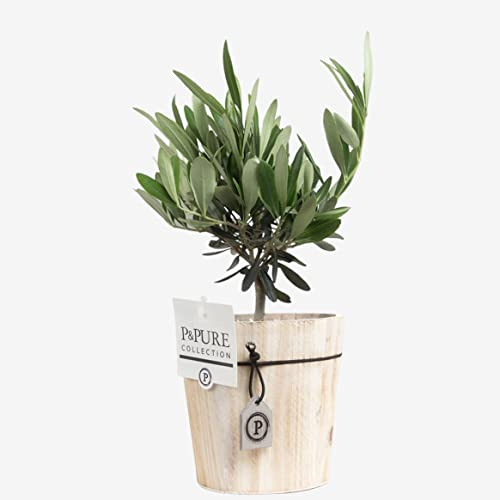 Happy Planting UK Mini Olive Tree with Pot – Elegant Indoor Plant for Home & Office – Mediterranean Style & Low Maintenance