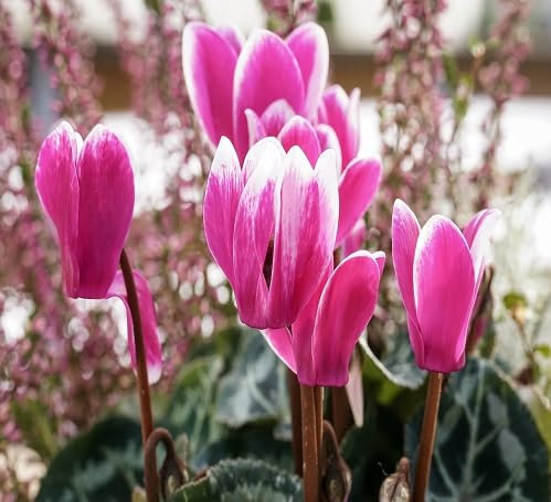Neue, frische 100 Stück rosa Alpenveilchen-Blumensamen
