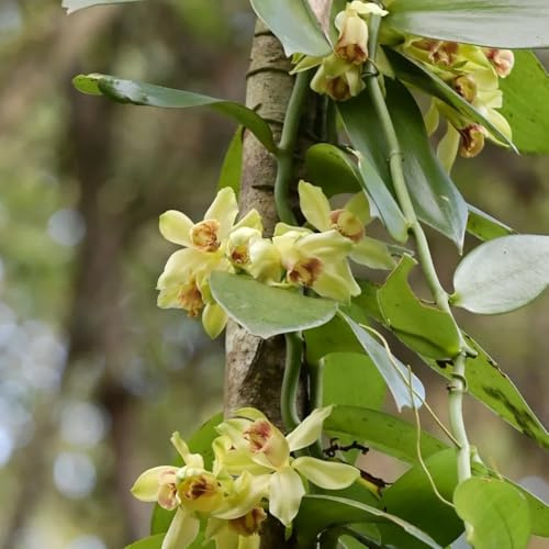 vanilla planifolia, exotische zimmerpflanzen mehrjährig winterhart hochbeete für garten bodendecker 50samen