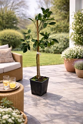 Arancia Tarocco Ippolito 120-140 cm Sizilianischer Blutorangenbaum - Citrus sinensis - Mediterrane Kübelpflanze für Terrasse, Balkon & Wintergarten, aromatische Früchte, immergrün, sonnenliebend