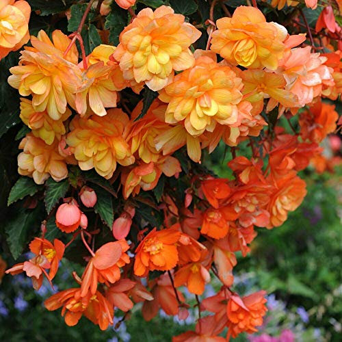 Begonia Planted Hanging Basket, Summer Bedding Plants, Flowers All Summer, Easy to Grow Plants, Gardens & Patios, 1 x Begonia Apricot Shades Pre-Planted 25cm 10.5in Basket by Thompson & Morgan