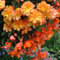 Begonia Planted Hanging Basket, Summer Bedding Plants, Flowers All Summer, Easy to Grow Plants, Gardens & Patios, 1 x Begonia Apricot Shades Pre-Planted 25cm 10.5in Basket by Thompson & Morgan