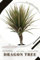 Dragon Tree: Plant Guide