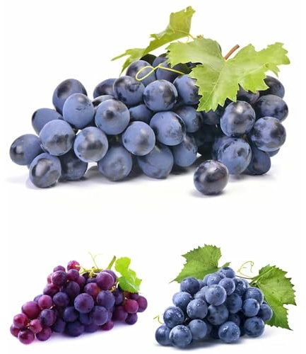 25 pezzi di uva da vino, semi di frutta a colonna, decorazione per soggiorno, semi best of vite, frutta per traliccio, alberi bonsai, vaso per piante da giardino, per alberi da frutta