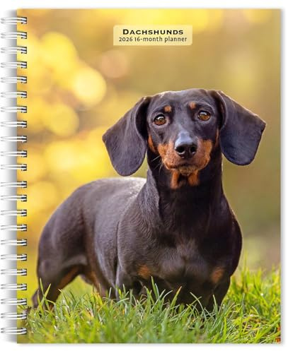Dachshunds 2026 6 X 7.75 Inch Spiral-Bound Wire-O Weekly Engagement Planner Calendar New Full-Color Image Every Week