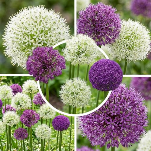 Allium Zwiebeln Winterhart Mehrjährig - 10 Blumenzwiebeln | Allium-Zwiebeln (Zierlauch) aus Holland, Sorte Twin Towers, für Rabatten, Blüte Mai-Juli (kein Samen, nicht künstlich)