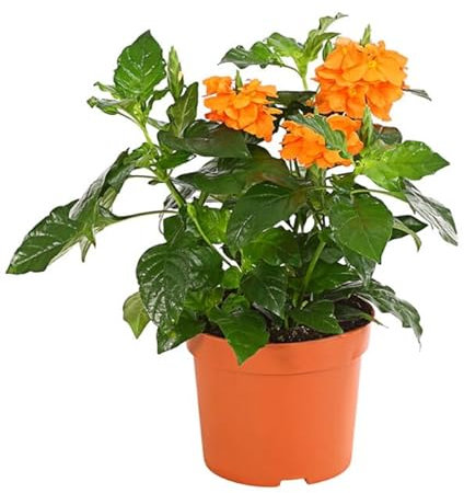 Planta Natural de Exterior Crossandra la Joya Anaranjada de tu Jardín
