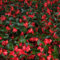 Neue, frische 90 Stück rote Begonien-Blumensamen