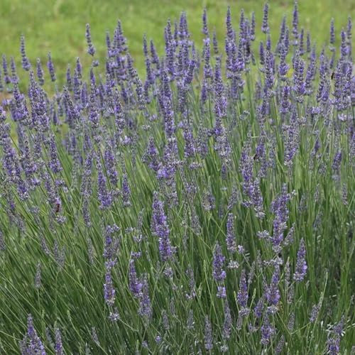 Pianta vera di Lavanda di Provenza - Diametro Vaso Ø 14 cm