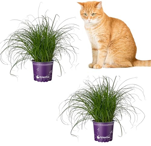 Florapartner Frisches Katzengras (Cyperus zumula) – 2 Pflanzen ungiftiges Zyperngras für Katzen & Nagetiere, weiche Halme gegen Haarballen, Zimmerpflanze im 12cm Topf