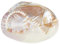 SUPERFINDINGS Plateau à Bijoux en Coquillage Naturel porte Bague en Coquillage 14.2cm/5.6 pouces, Support Décoratif pour Bibelots, Support Organisateur pour Boucles D'Oreilles et Colliers