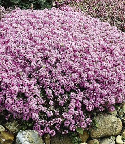 BALDUR Garten 30x Winterharter Langhaariger Gebirgs-Thymian, im 9x9 cm-Topf | Bodendecker Pflanzen, Thymus praecox, Polsterthymian, Thymian, winterharte Stauden, trockenresistent & mehrjährig, blühend