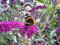 Sommerflieder 'Royal Red' - Lila Blüte - Buddleja davidii Royal Red - Containerware 60-100 cm - Garten von Ehren®