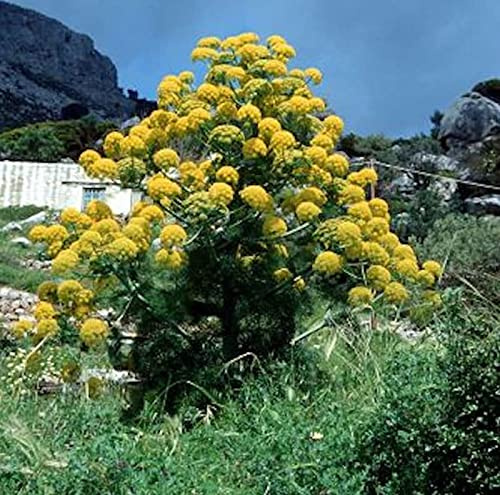 Riesenfenchel - Ferula communis - lebende Gartenpflanze aus den Baumschulen
