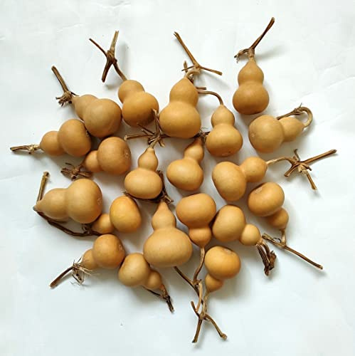 GHY Decor Natural Dry Bottle Cute Dried Gourd Ornament Adornment Decorative Practical Desktop Decor Original DIY Crafts (15 pcs)