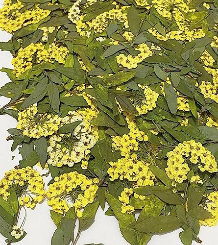HANDI-KAFU 12 pcs Yellow Narcissus with Stem Real Natural Dried Pressed Flowers for Resin Art Craft DIY